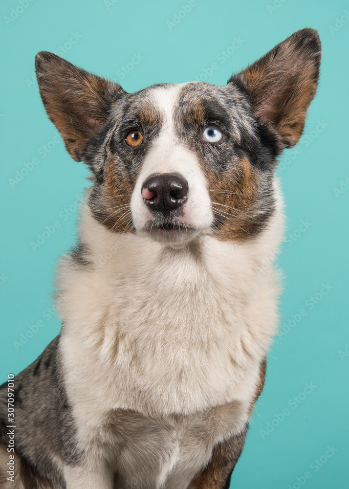 Portrait of a odd eyed Welsh corgi looking up on a blue background in a vertical image