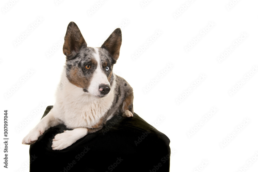 Welsh corgi lying down on a black chair isolated on a white background