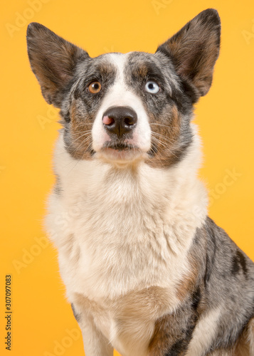 Portrait of a odd eyed Welsh corgi looking up on a yellow background in a vertical image