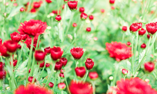 The beautiful red poppies flowers in the garden under the light with a blur background, focus in one spot
