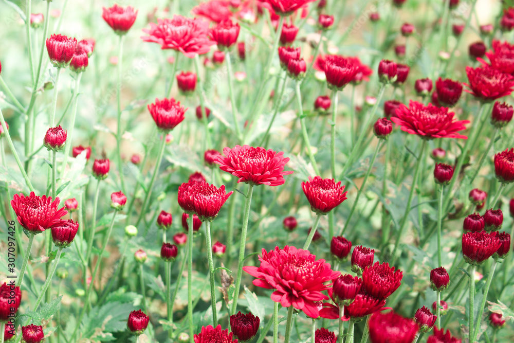 The beautiful red poppies flowers in the garden under the light with a blur background, focus in one spot The beautiful red poppies flowers in the garden under the light with a blur background, focus in one spot