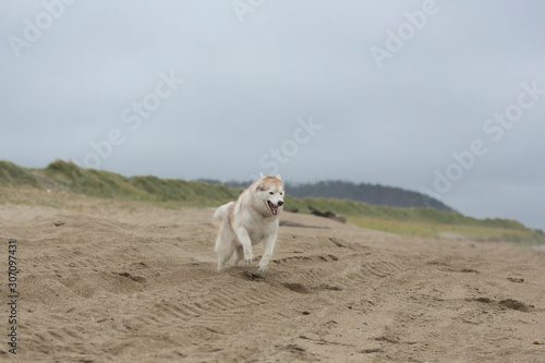 Fototapeta Naklejka Na Ścianę i Meble -  happy and funny Beige and white Siberian Husky dog running on the beach at seaside.