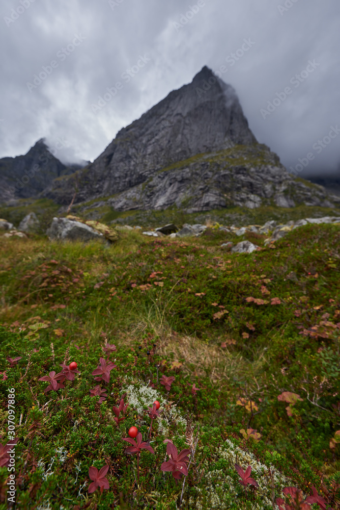 Mountain landscape with rowanberry, Norway, Lofoten