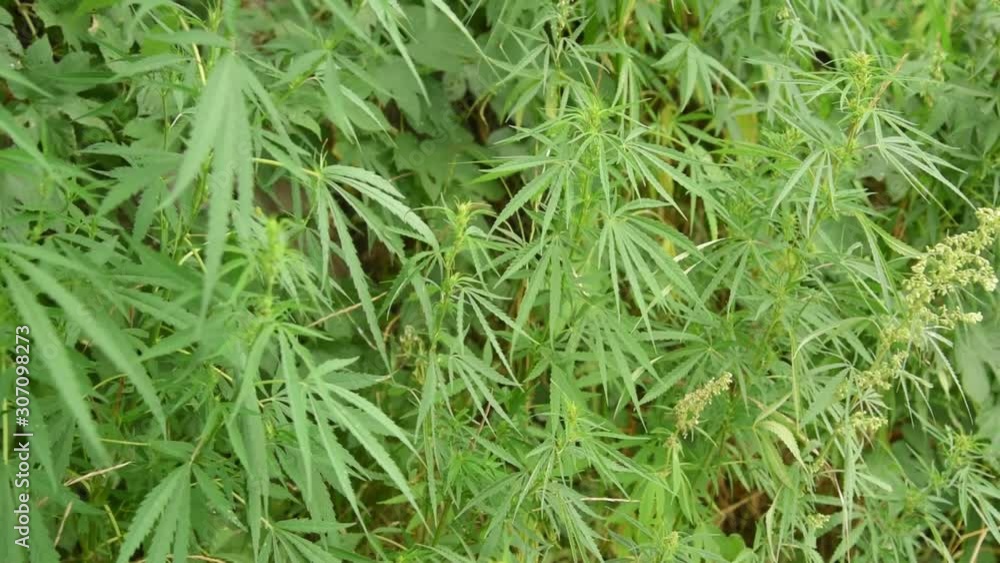 wild bushes of young hemp waving by the wind wild bushes of young hemp waving by the wind