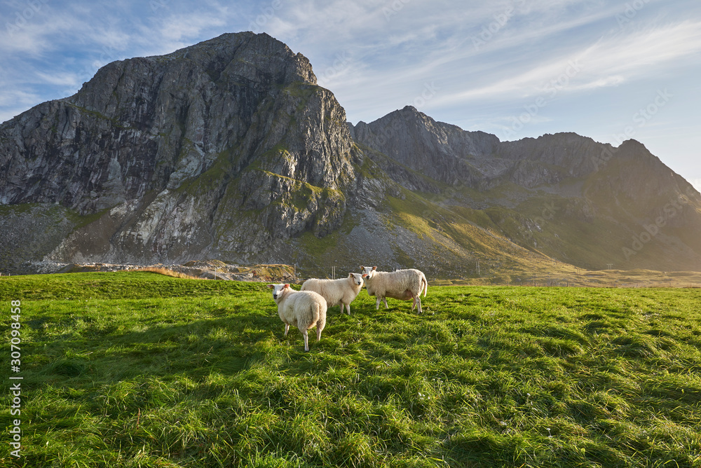 Sheep in mountains at summer, Lofoten, Norway