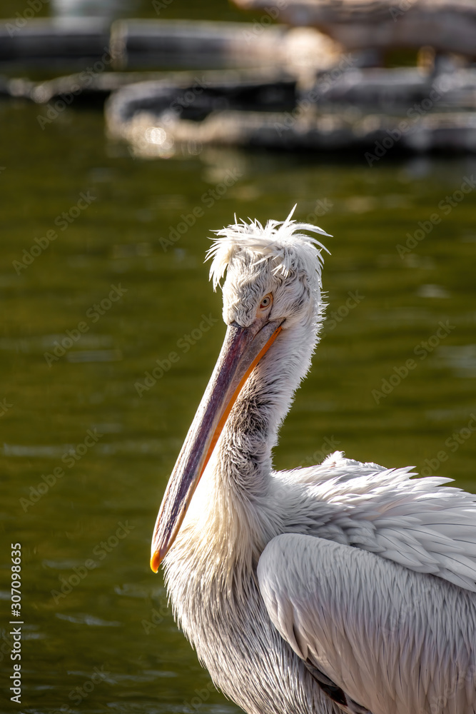 Dalmatian pelican (Pelecanus crispus) Wildlife in natural habitat Dalmatian pelican (Pelecanus crispus) Wildlife in natural habitat