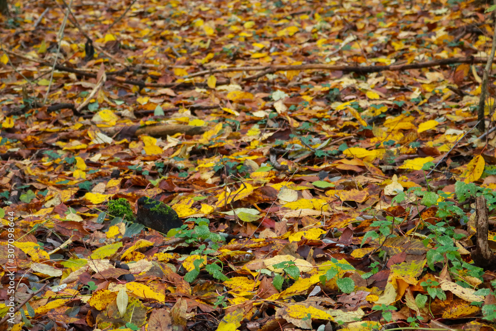 Le foglie e le differenti sfumature di colori del bosco in autunno, stagioni e natura Le foglie e le differenti sfumature di colori del bosco in autunno, stagioni e natura