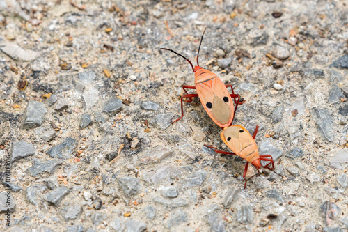 Kapok bug (Odontopus nigricornis) mating on the ground with copy space. Red bug with black dots. Selective focus wallpaper. photo