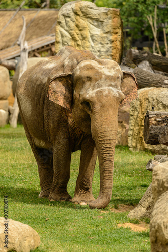 elephant in a paddock in zoo