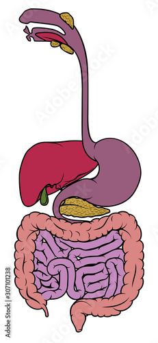 A digestive system human anatomy gut gastrointestinal tract diagram