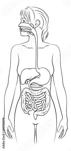 A medical anatomy diagram of a woman showing the human digestive system