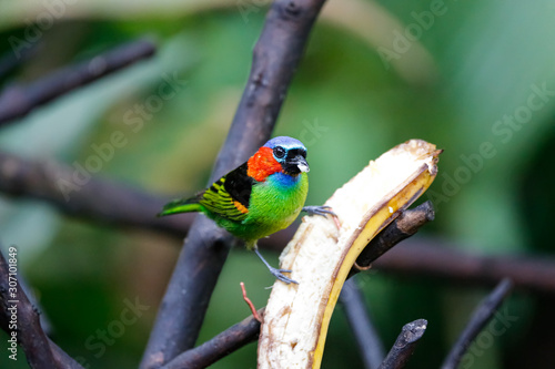 Red-necked tanager eating from a banana against defocused background, Folha Seca, Brazil
