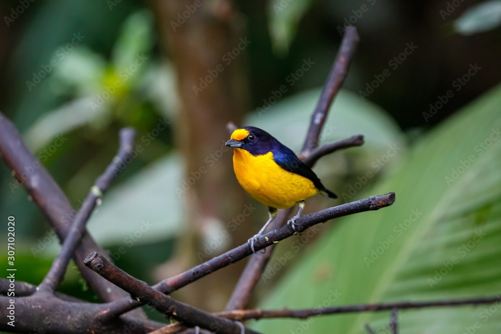 Close up of a colorful Violaceous euphonia perched on a branch against defocused green background, Folha Seca, Brazil