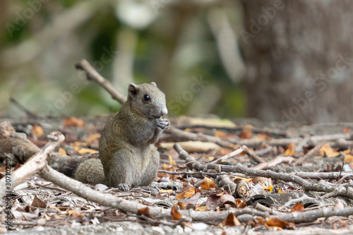 Grey-bellied Squirrel (Callosciurus caniceps) eating some fruits on roof in Thailand National Park.