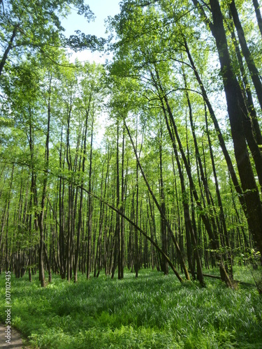 green forest in the daytime