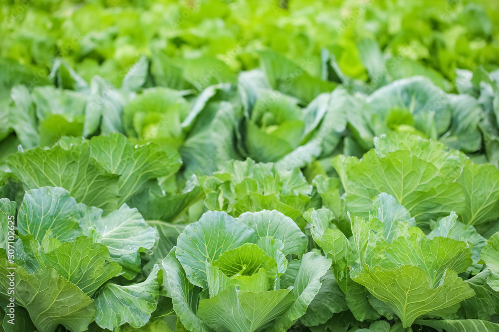 Close up on Fresh Cabbage are growing in garden. Organic green background Close up on Fresh Cabbage are growing in garden. Organic green background