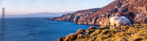 Sheep enjoying the sunset at the Slieve League cliffs in County Donegal, Ireland photo