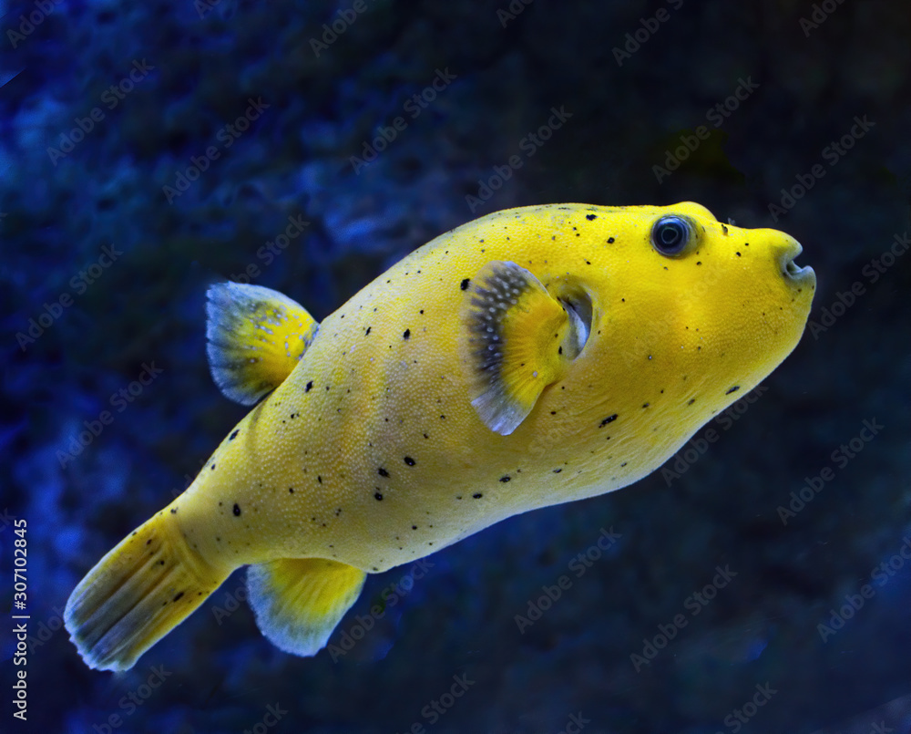 Yellow blackspotted Puffer fish against blue background side profile  showing black spots and fins Stock Photo | Adobe Stock