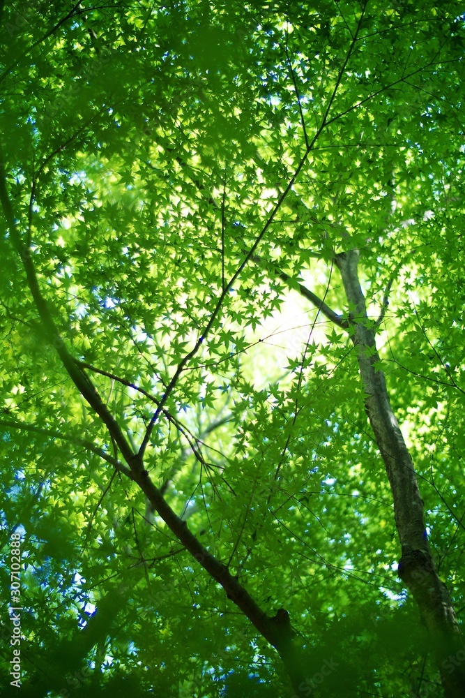 Obraz premium 新緑の紅葉