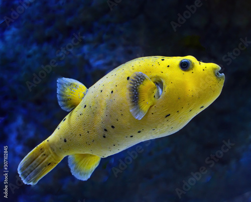 Yellow blackspotted Puffer fish against blue background side profile showing black spots and fins