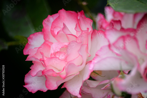 Pink Garden rose