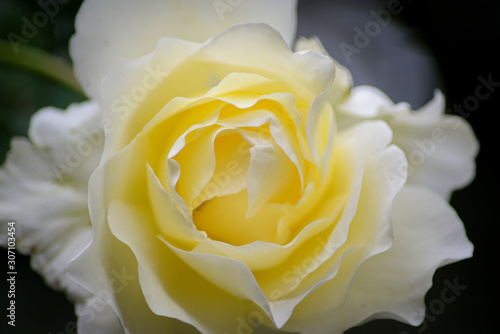 Yellow Rose