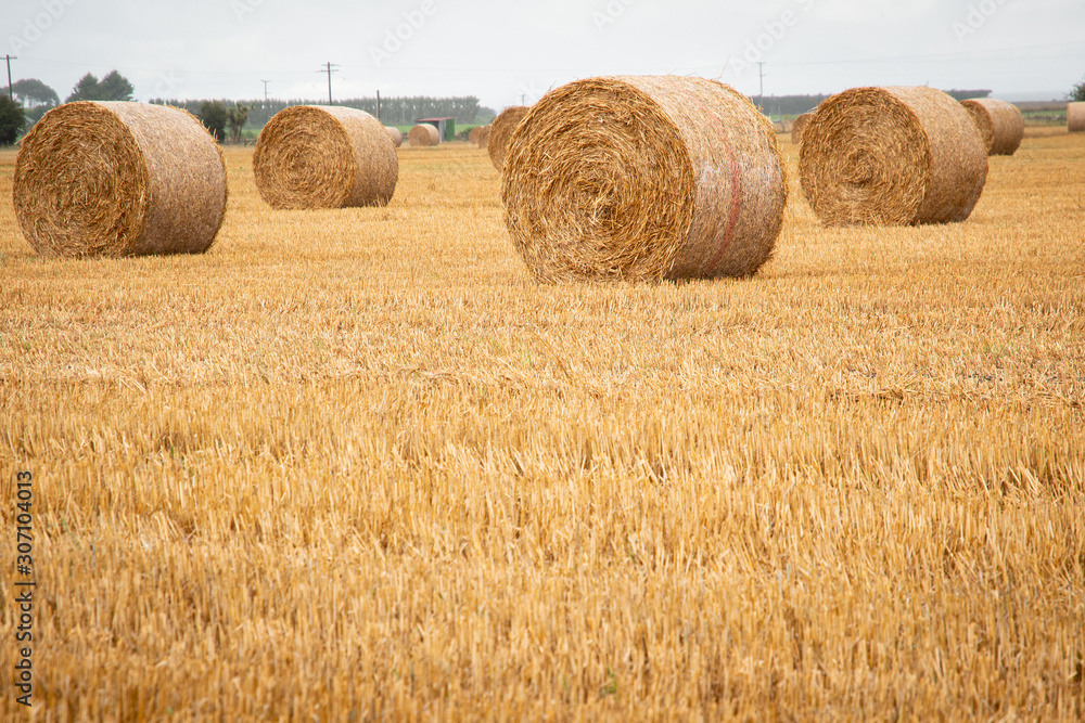 Bales of Hay in Paddock