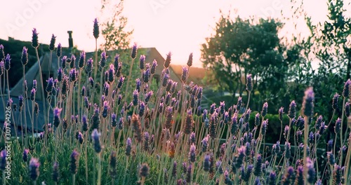 Lavender fields in New Zeaaland. Medium shot. Blowing in wind nine photo