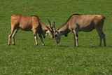 Eland antelopes in nature park Cabarceno near Santander,province Pas-Miera in Spain