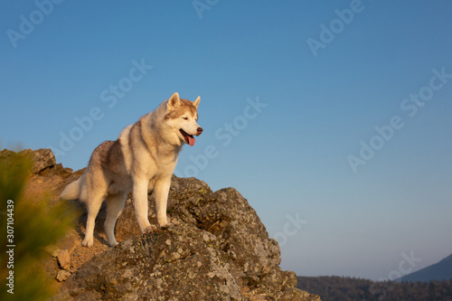 Happy and free dog breed siberian husky standing on the hill on the mountains background in autumn at sunset