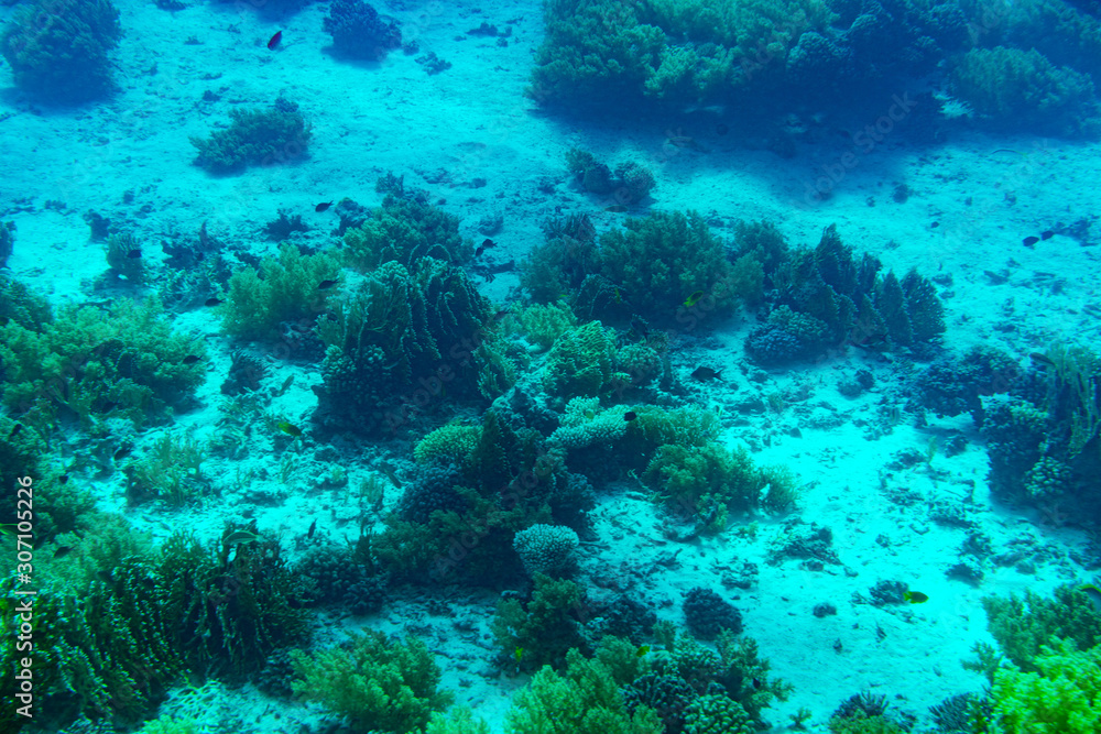 A thriving,healthy coral reef covered in hard corals, soft coral with abundant fish life. toned.