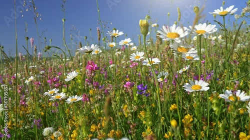 Camera moving through alpine flowering meadow. Beautiful summer flowers on the wind. Spring summer nature concept. UHD, 4K