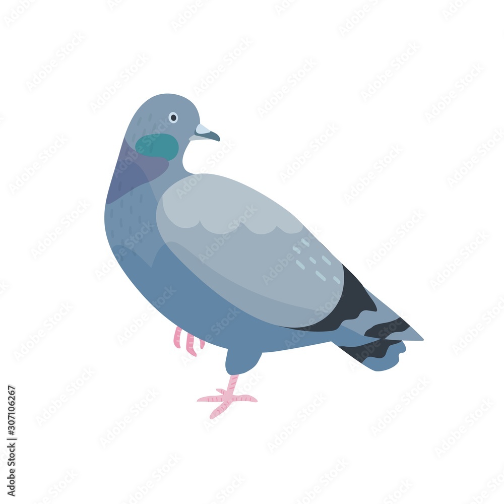 Grey pigeon flat vector illustration Grey pigeon flat vector illustration