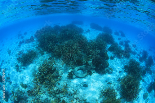 Marine pollution in the tropical coral reef
