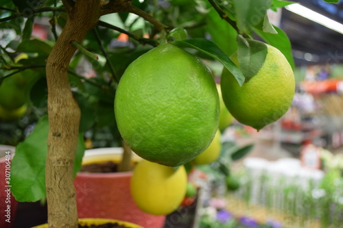 The fruits of the lemon tree, which is sold in the store for home and interior decoration.