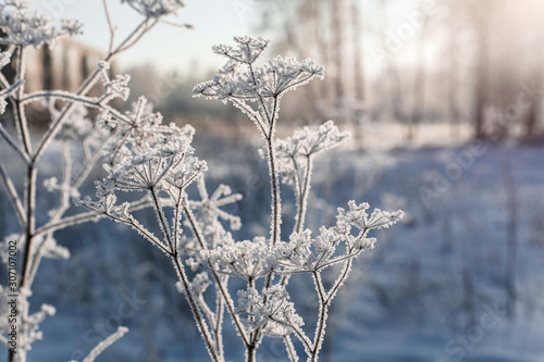 Frozen heads of Pastinaca are on blue background in winter. photo