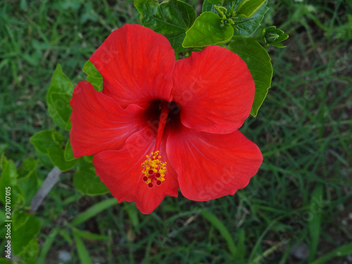 Big red hibiscus flower on a background of greenery.