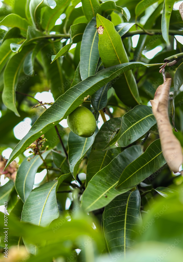 close up of mango fruit on a mango tree close up of mango fruit on a mango tree