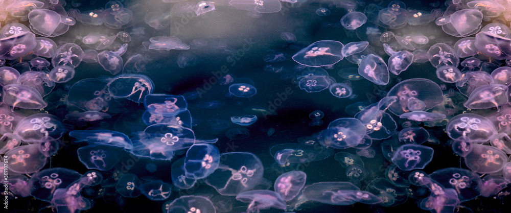 abstract background with jellyfish abstract background with jellyfish