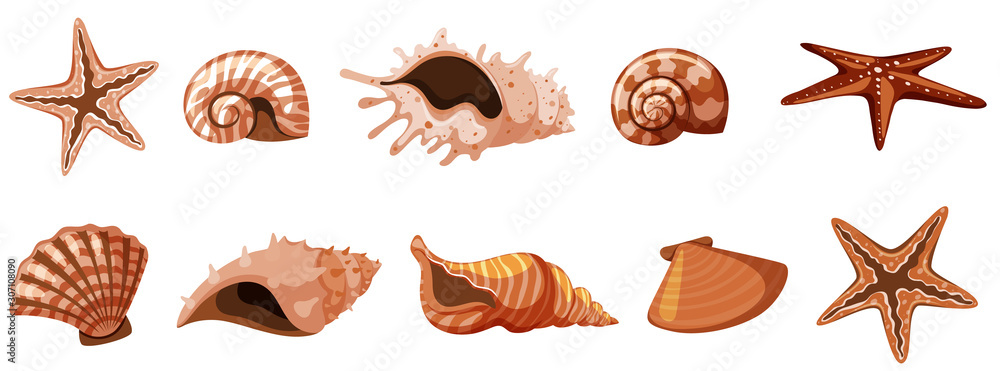 Set of isolated seashells in brown color Set of isolated seashells in brown color