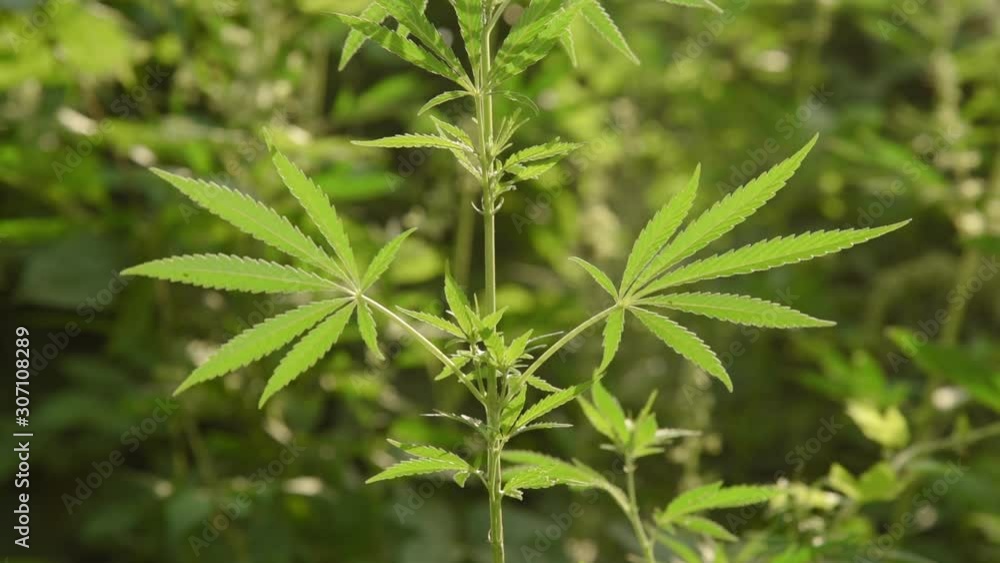 Wild agricultural hemp grows in the countryside Wild agricultural hemp grows in the countryside