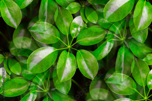 Shiny overlap fresh green leaves background of Dwarf umbrella tree (Schefflera Arboricola) in tropical garden