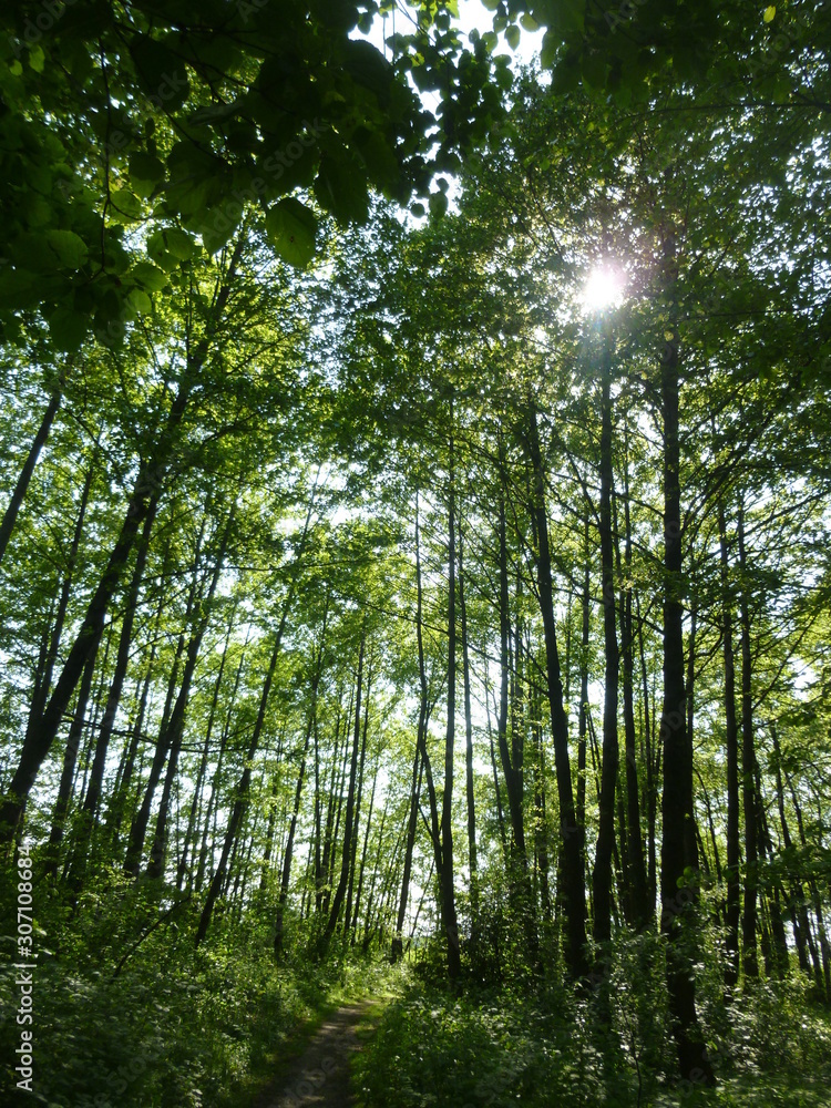 Fototapeta premium green forest by the river 