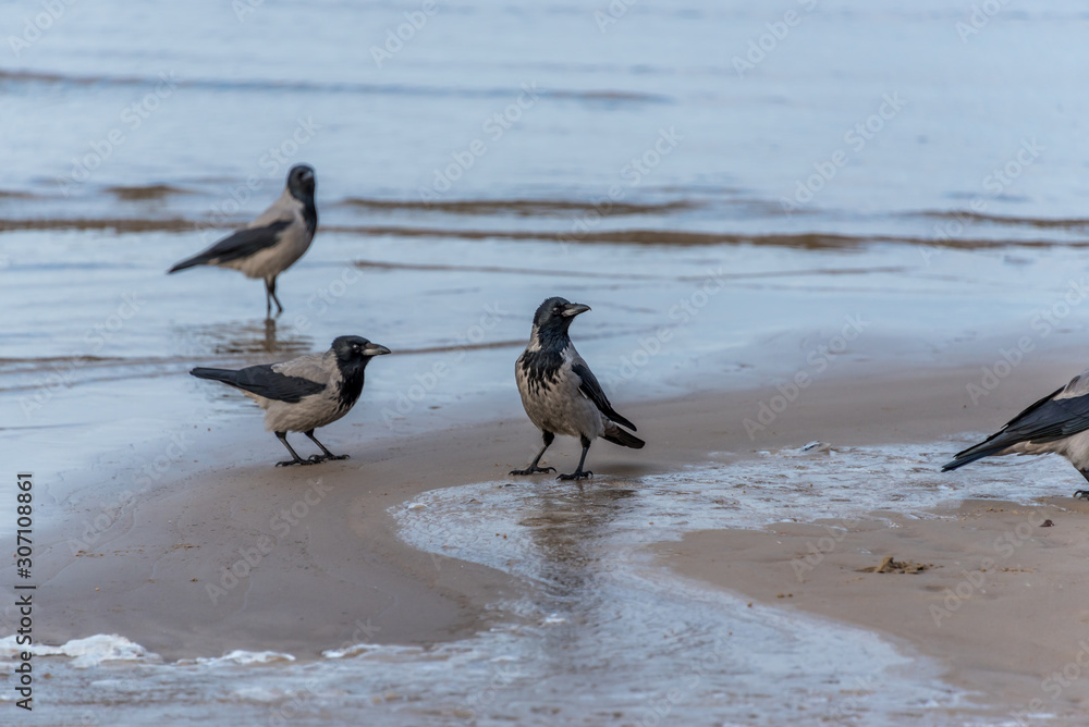 Black Headed Crows on A Baltic Beach Sea Black Headed Crows on A Baltic Beach Sea
