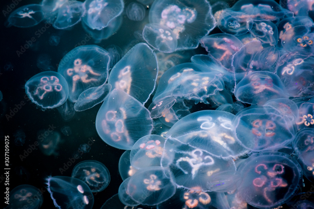 blue jellyfish in water blue jellyfish in water