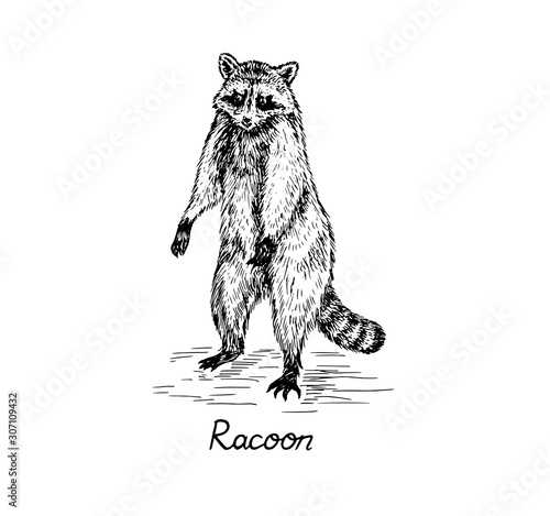 Racoon standing on hind legs, with inscription, hand drawn doodle, sketch in gravure style, vector illustration