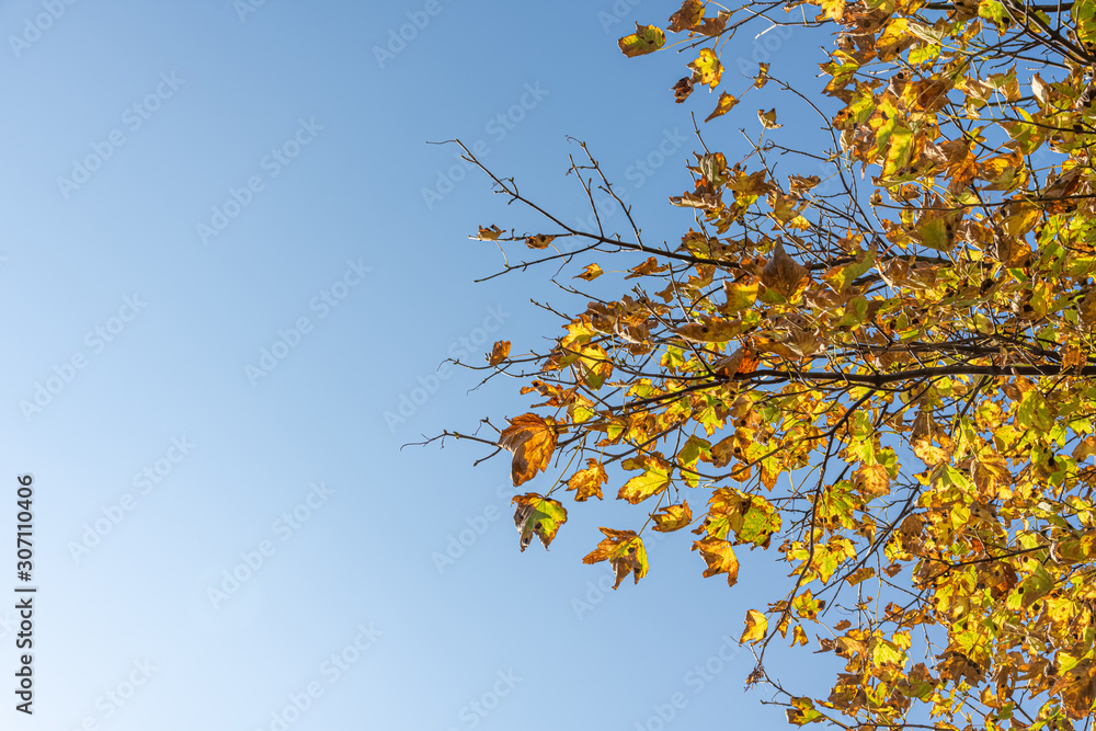 maple tree with view from below maple tree with view from below
