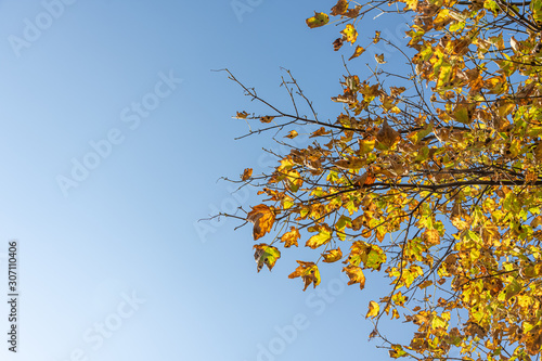 maple tree with view from below