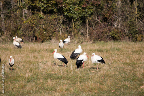 flock of birds