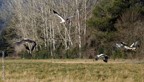 birds taking flight